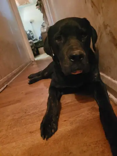 Dog Looking For New Furever Home, View more