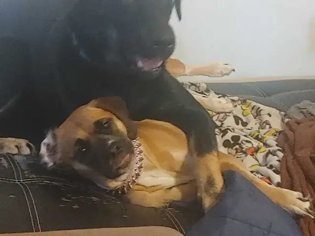 rottie mix free to good home and a pup left  in Dogs & Puppies for Rehoming in Ottawa - Image 9