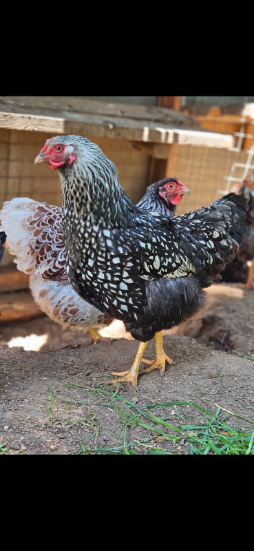 Oeufs fécondés wyandotte standard dans Animaux de ferme  à Sherbrooke - Image 3