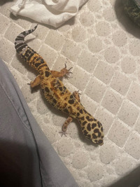 Gecko léopard 
