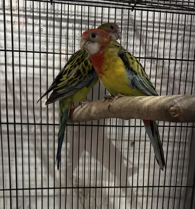 Rosella for sale/trade, View more