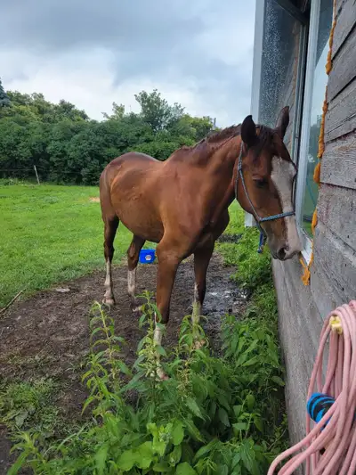 Looking for a horse trailer. I have a small budget looking for one around 2000 to 4000