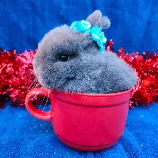 EXTRAORDINARY NETHERLAND DWARF, HOLLAND LOP,  ANGORA BUNNIES in Small Animals for Rehoming in Thunder Bay - Image 8