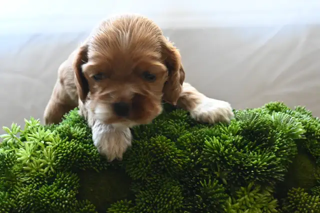 Canadian Cocker Spaniel Purebreed Puppies for RESERVATION!!!!! in Dogs & Puppies for Rehoming in St. Catharines - Image 4