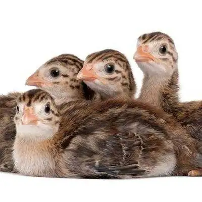 Guinea Fowl Chicks, View more