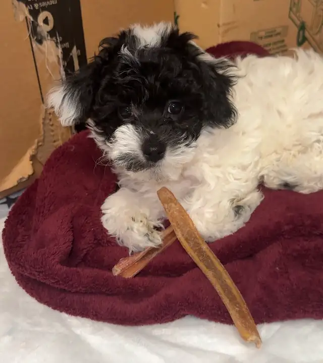 Adorable Charismatic Poochons in Dogs & Puppies for Rehoming in Delta/Surrey/Langley - Image 7