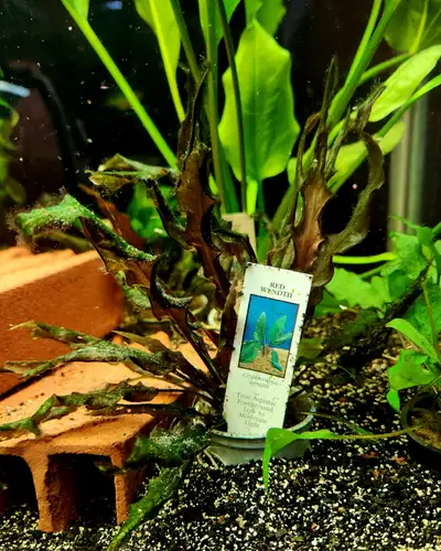 red & green wendtii crypts, View more