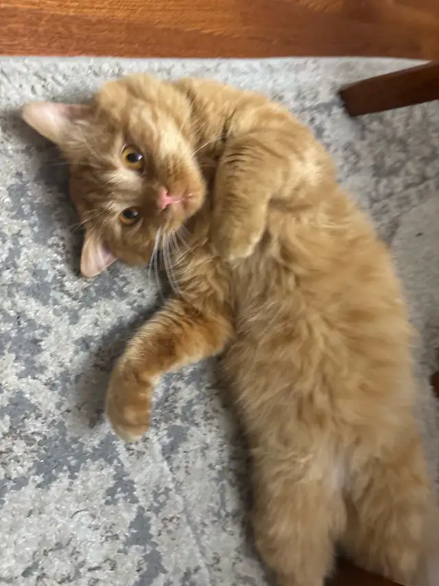 lost male orange cat found