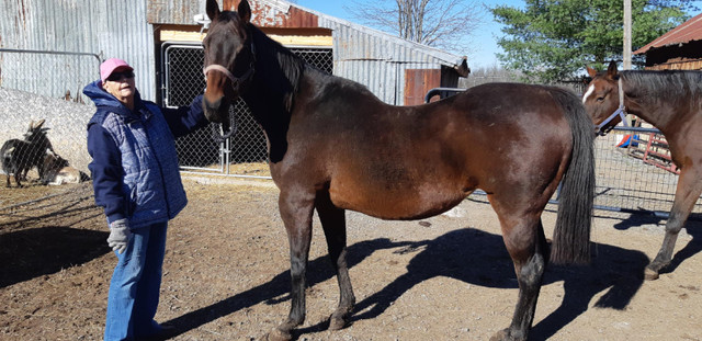 Quarter horse cross mare 15'2 hh(pending pick up) in Horses & Ponies for Rehoming in Napanee - Image 2