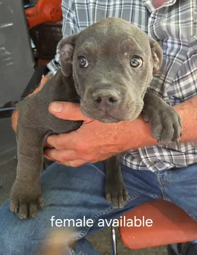 (1)gorgeous Old English Bulldogge/ American Bulldog Mix pup left, View more