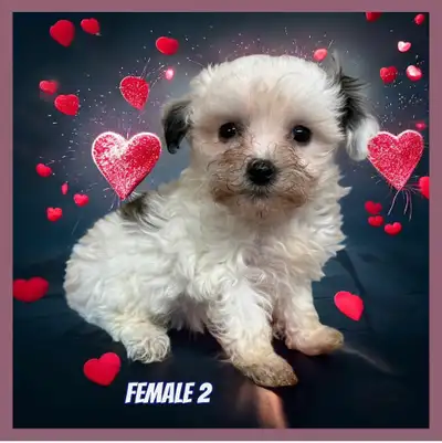 Toy Maltipoo F1❤️❤️, View more