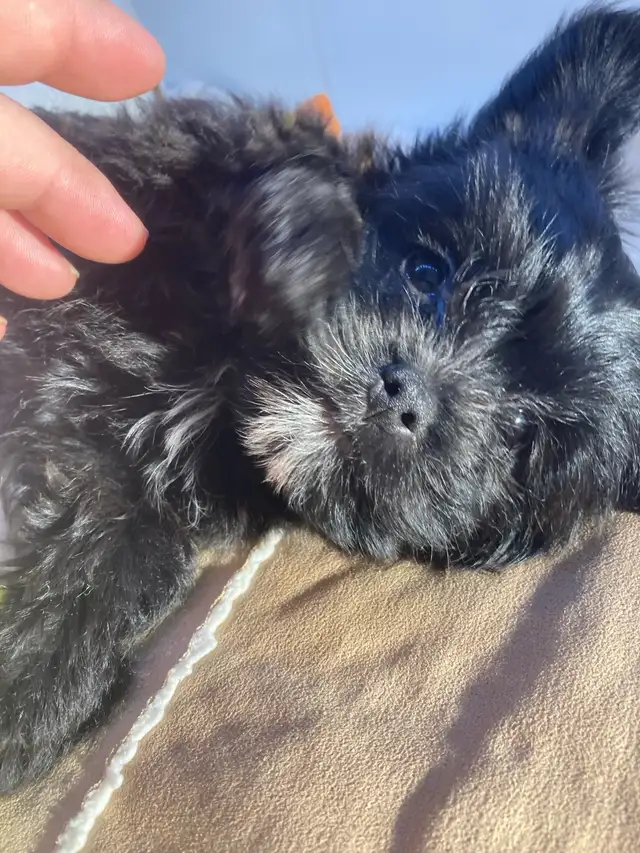 yorkipoo (Yorkshire mixe) in Dogs & Puppies for Rehoming in Drummondville - Image 9