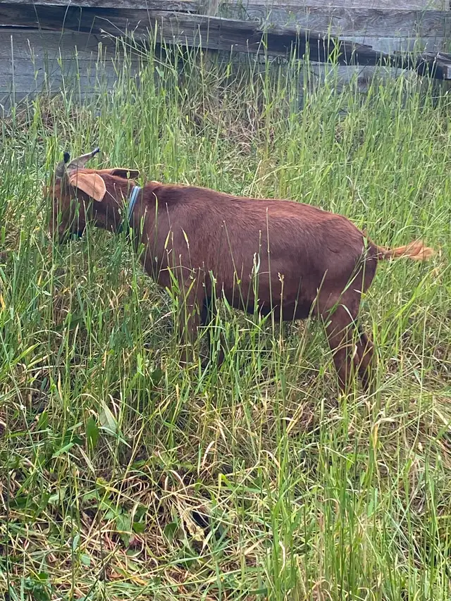 Boer Cross Billy goat in Livestock in Cranbrook - Image 6