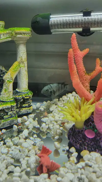 Polar Blue Tiger Parrot Cichlid, View more