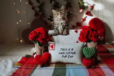 Chatons sibériens pur race, View more