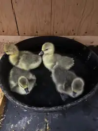 Mixed Goslings