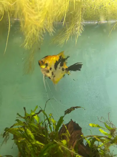 koi Angelfish, View more