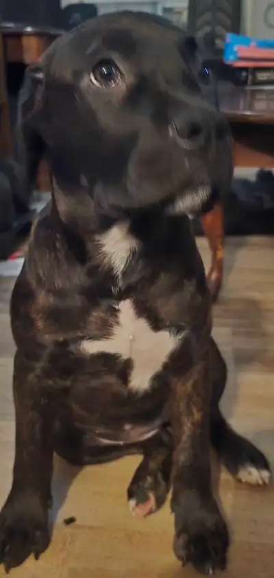 Puppies for sale, View more