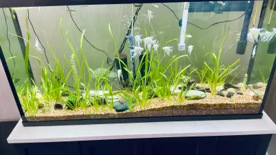 jungle valsneria Aquarium plants for fish tank, View more