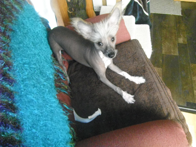 E  VERY HAIRLESS CHINESE CRESTED MALE PUPPY in Dogs & Puppies for Rehoming in Edmonton - Image 2