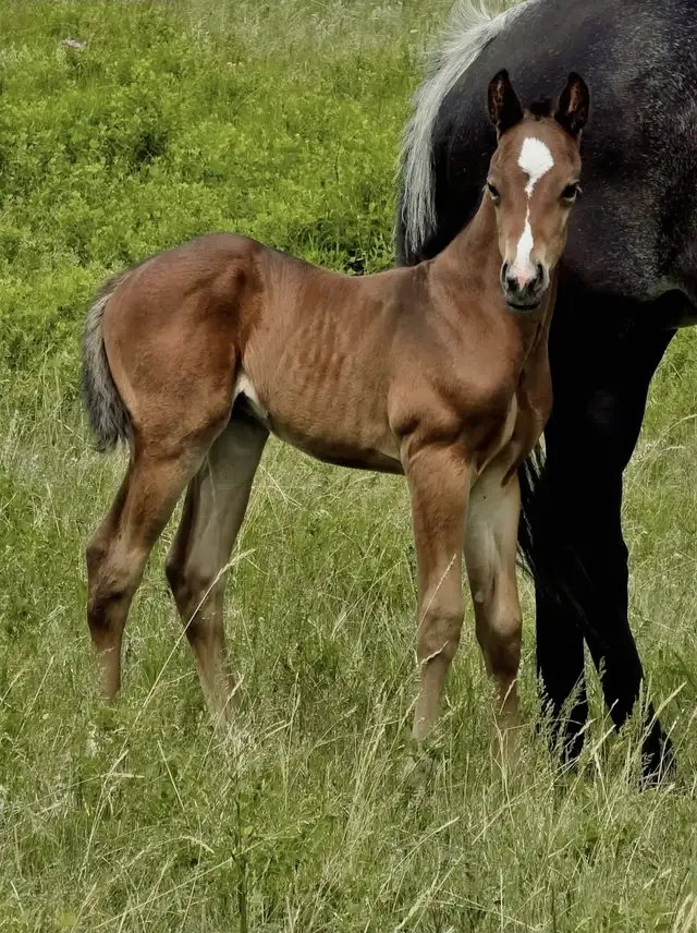 SSR SPECIAL PERKS 2025 Bay Colt in Horses & Ponies for Rehoming in Swift Current - Image 3