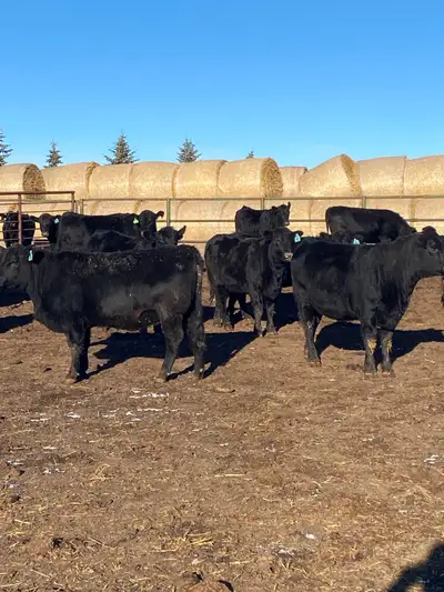 Black Angus Bred Heifers, View more