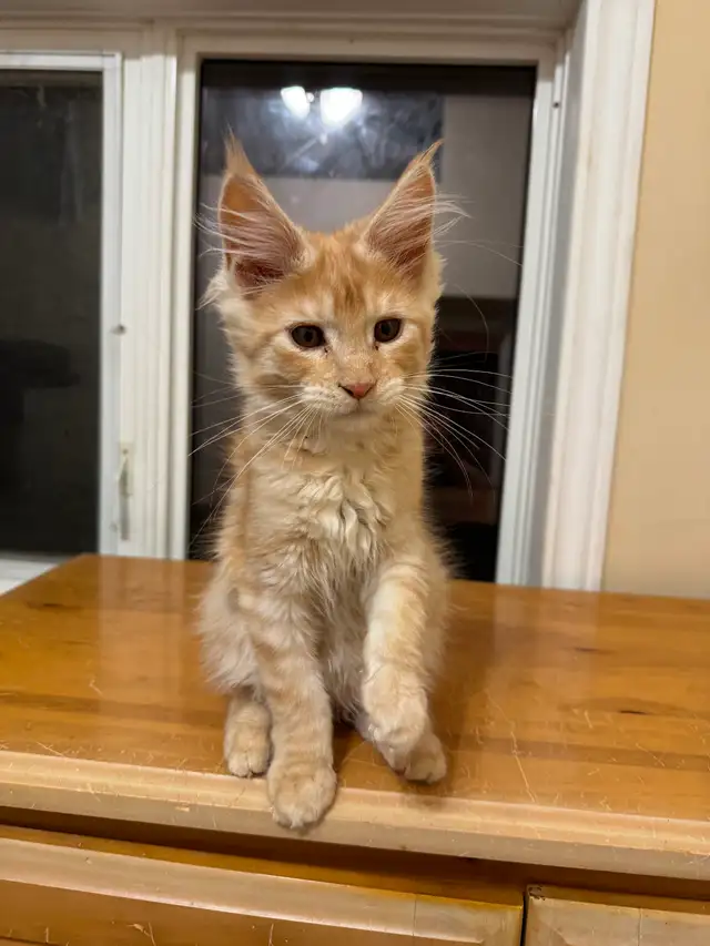 Maine coon babies in Cats & Kittens for Rehoming in Moncton - Image 5