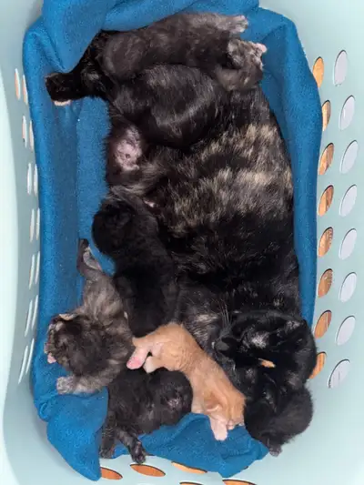 Chatons/ Kittens, View more