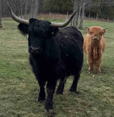 Highland Cow , View more