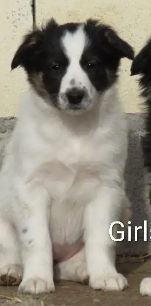 Australian Shepherd Border Collie puppies in Dogs & Puppies for Rehoming in Calgary - Image 3