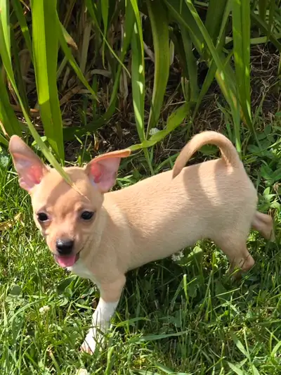 chihuahua  puppy , View more