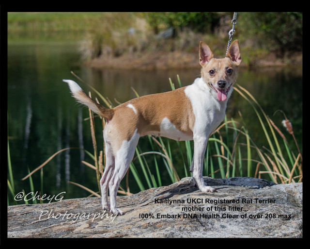 Rat Terrier breedings coming in early June/July 2024 in Dogs & Puppies for Rehoming in Comox / Courtenay / Cumberland - Image 2