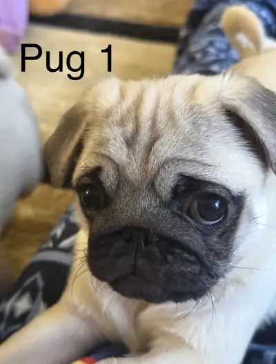 Pure pug Potty trained 2 Female Addorable Super cuttie Only serious inquiry 5873415618