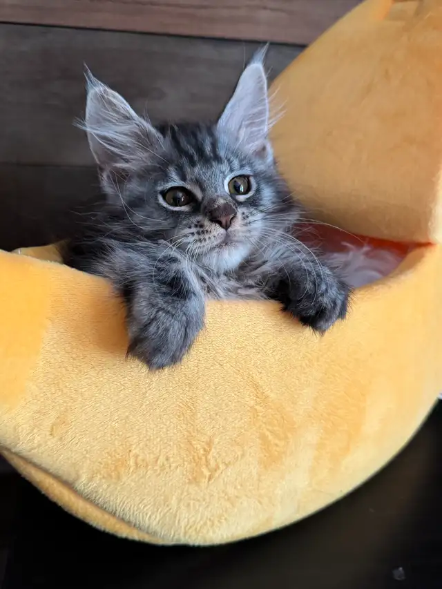Chaton Maine Coon pure race