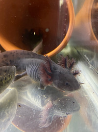 Baby Axolotls