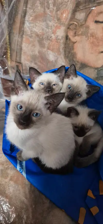 4 chatons Siamois !!, View more