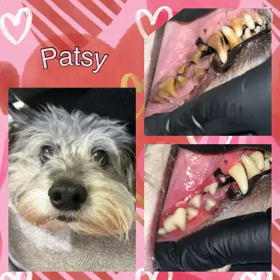 Canine Tooth Fairy offers cosmetic teeth cleaning for dogs & cats We gentle hand scale above the gum...