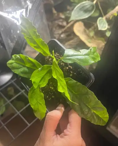 hoya houseplants for sale!, View more