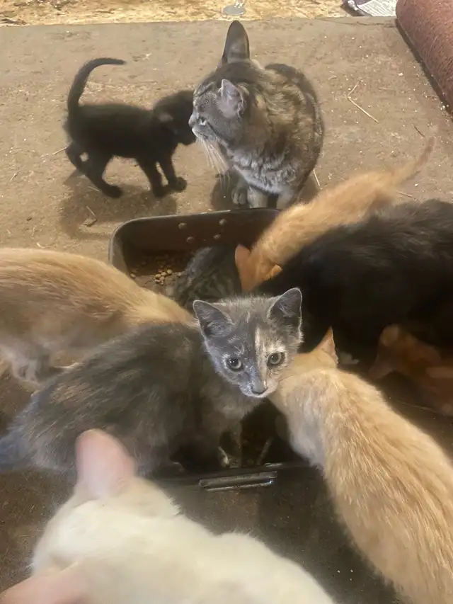 Farm Kittens