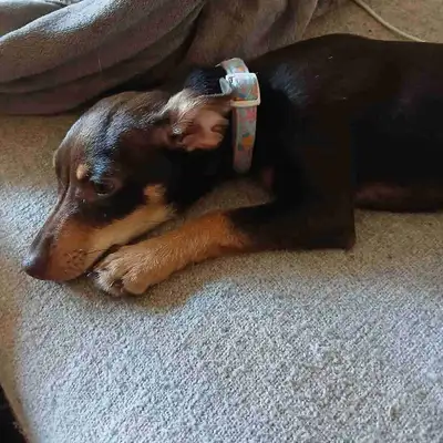 Chiweenie Puppy, View more