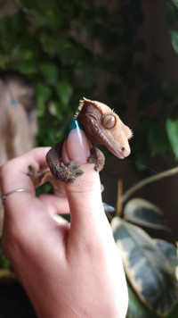 Male created gecko 