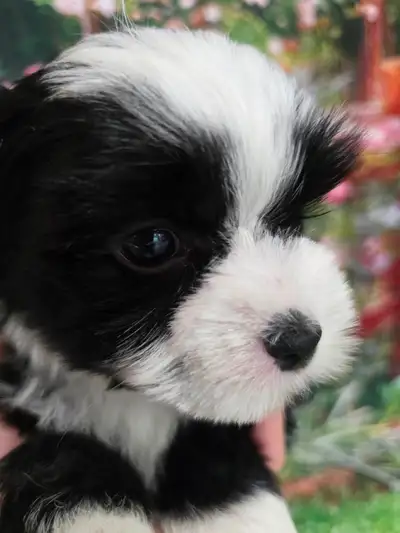 YORKSHIER TERRIER PUPPY(EXOTIC PARTI YORKSHIRE TERRIER PUPPY ), View more