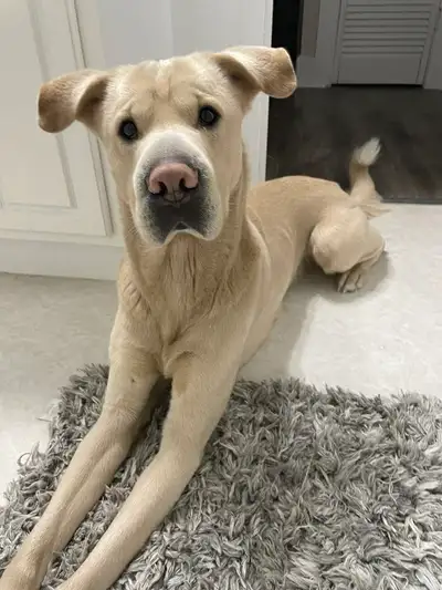 Single LPN with a 6 1/2 year old lab mix dog (never outside alone) looking for a 2 bedroom house, mi...