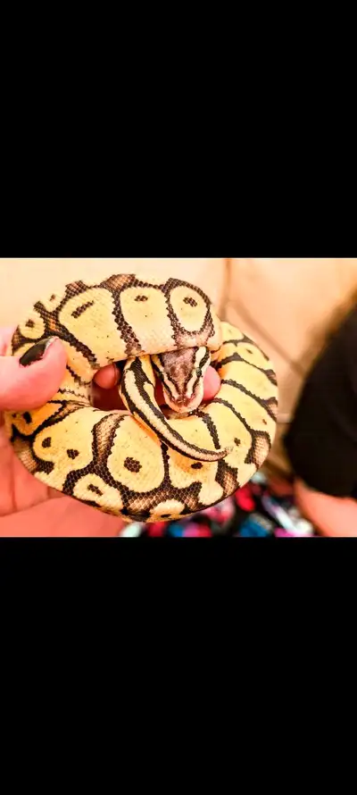 Superfly female ball python, View more