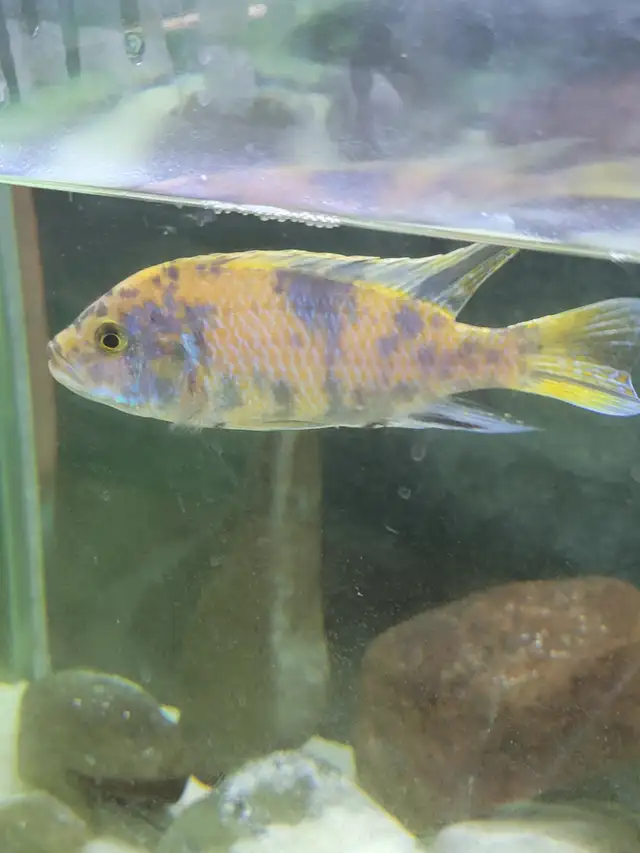 African Chichlids for sale in Fish for Rehoming in Moncton - Image 3
