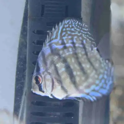 Healthy juvenile discus for sale. Sizes are 1.5-2.5inches. Price ranges from 30-40cad.