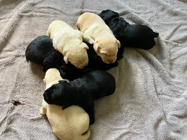 CKC Registered Yellow & Black Labrador Puppies | Dogs & Puppies for ...