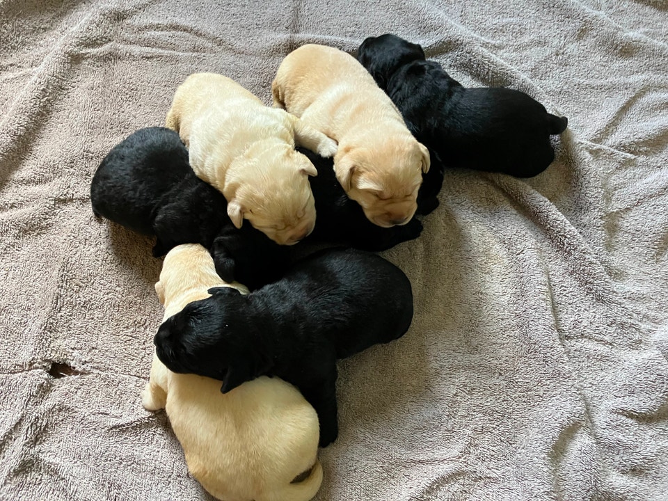 CKC Registered Yellow & Black Labrador Puppies | Dogs & Puppies for ...