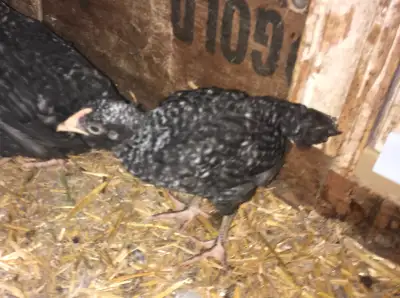 Four week old Plymouth Rock hens, View more
