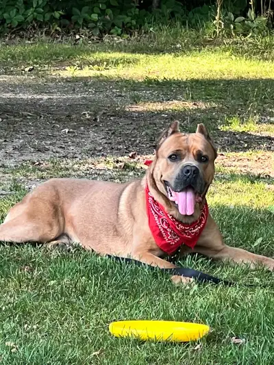 Purebred Formentino Cane Corso , View more